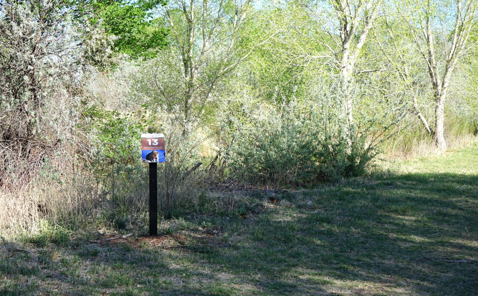 Bosque Redondo Memorial Natural Trail Audio Tour Stop 13 surrounded by brush and small trees.
