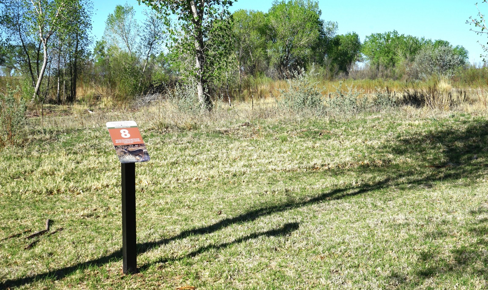 Bosque Redondo Memorial Natural Trail Audio Tour Stop 8 with cottonwood trees in the foreground.