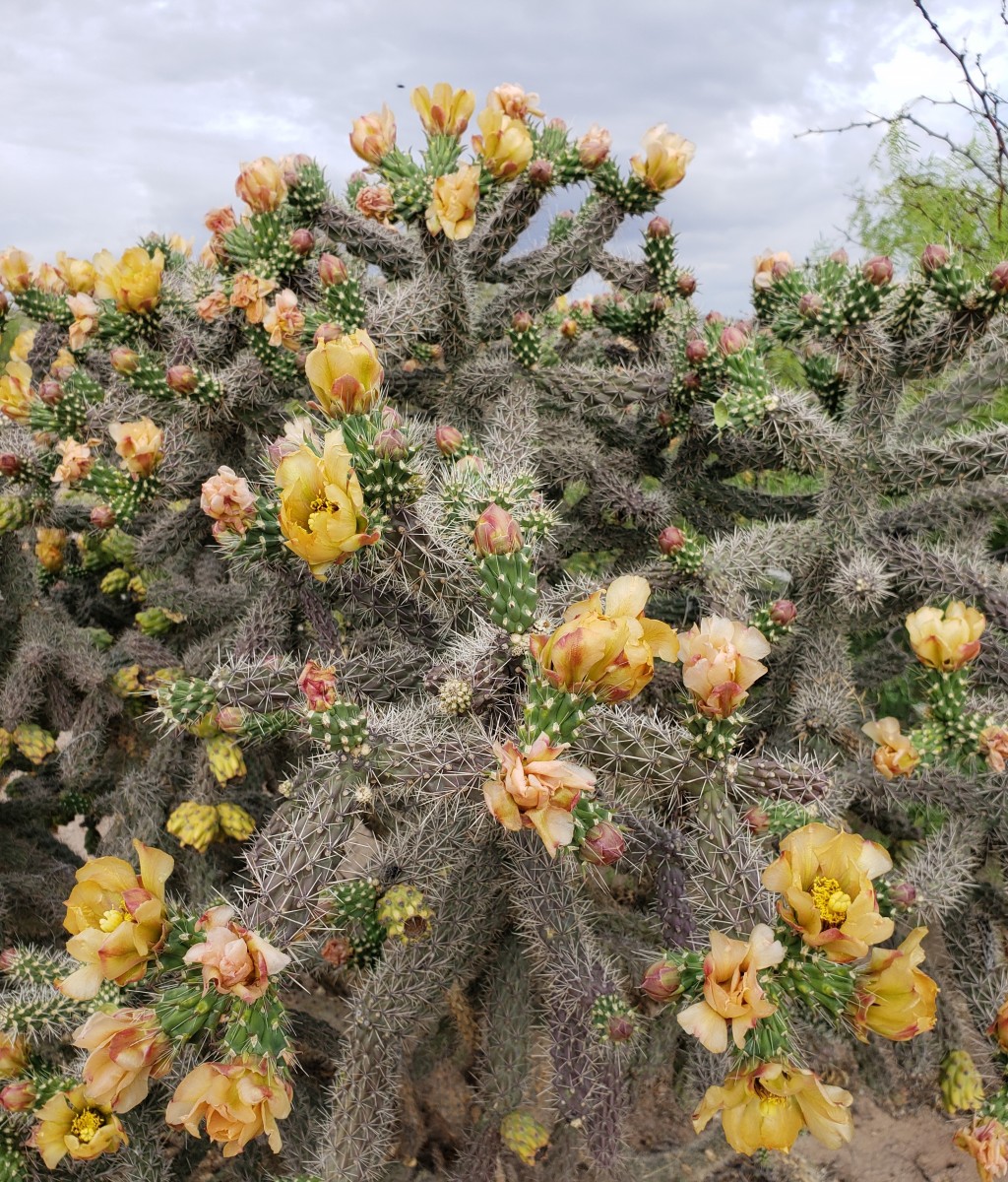 Cane Cholla (cylindropuntia imbricata) is recognizable throughout the southwest United States for its shrubby-shape and silhouette. It is similar in appearance to buckhorn and staghorn chollas. The limbs of the dead plant can be used to make walking sticks and other items.