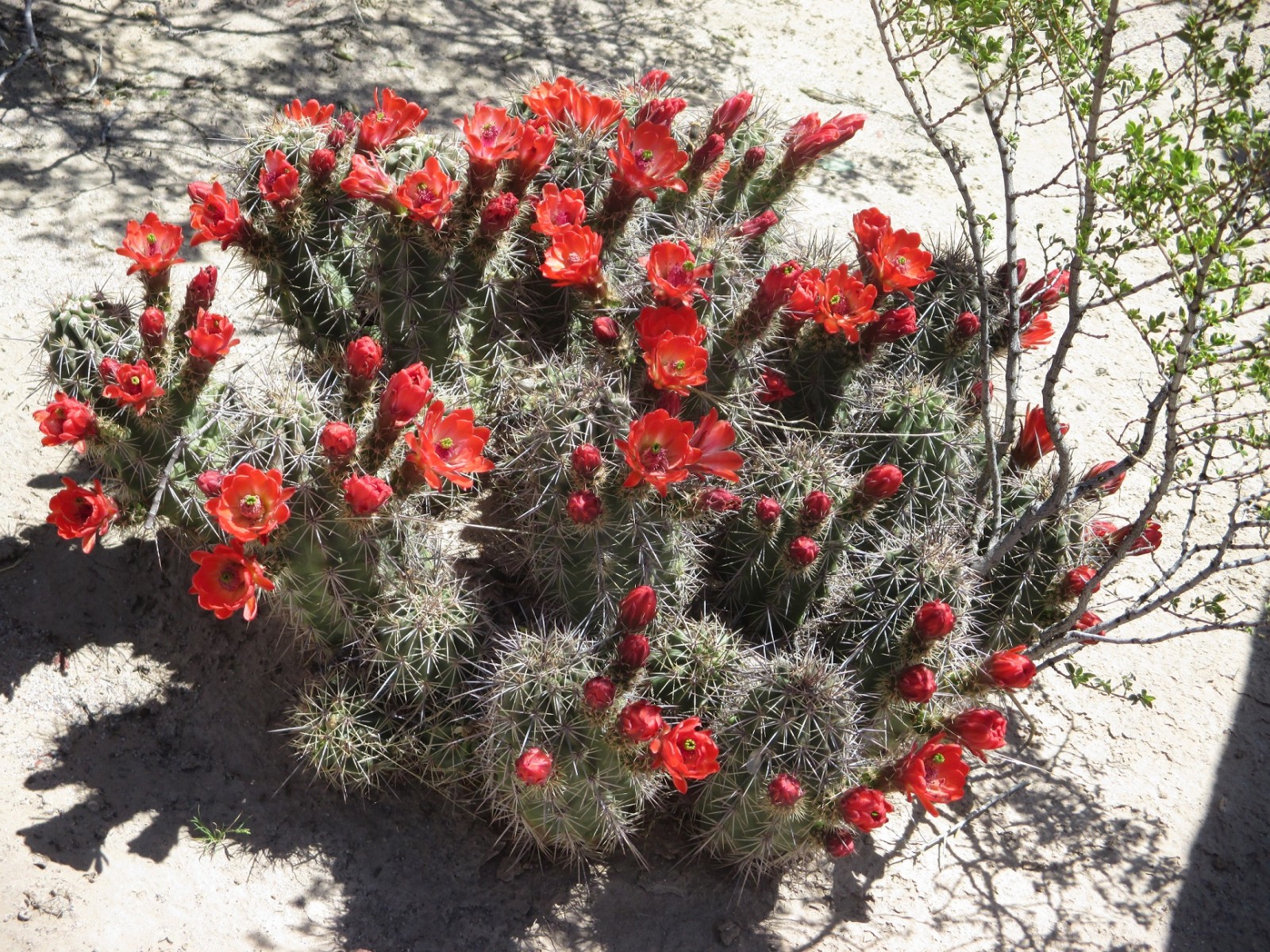 A cactus in bloom at Fort Selden Historic Site.