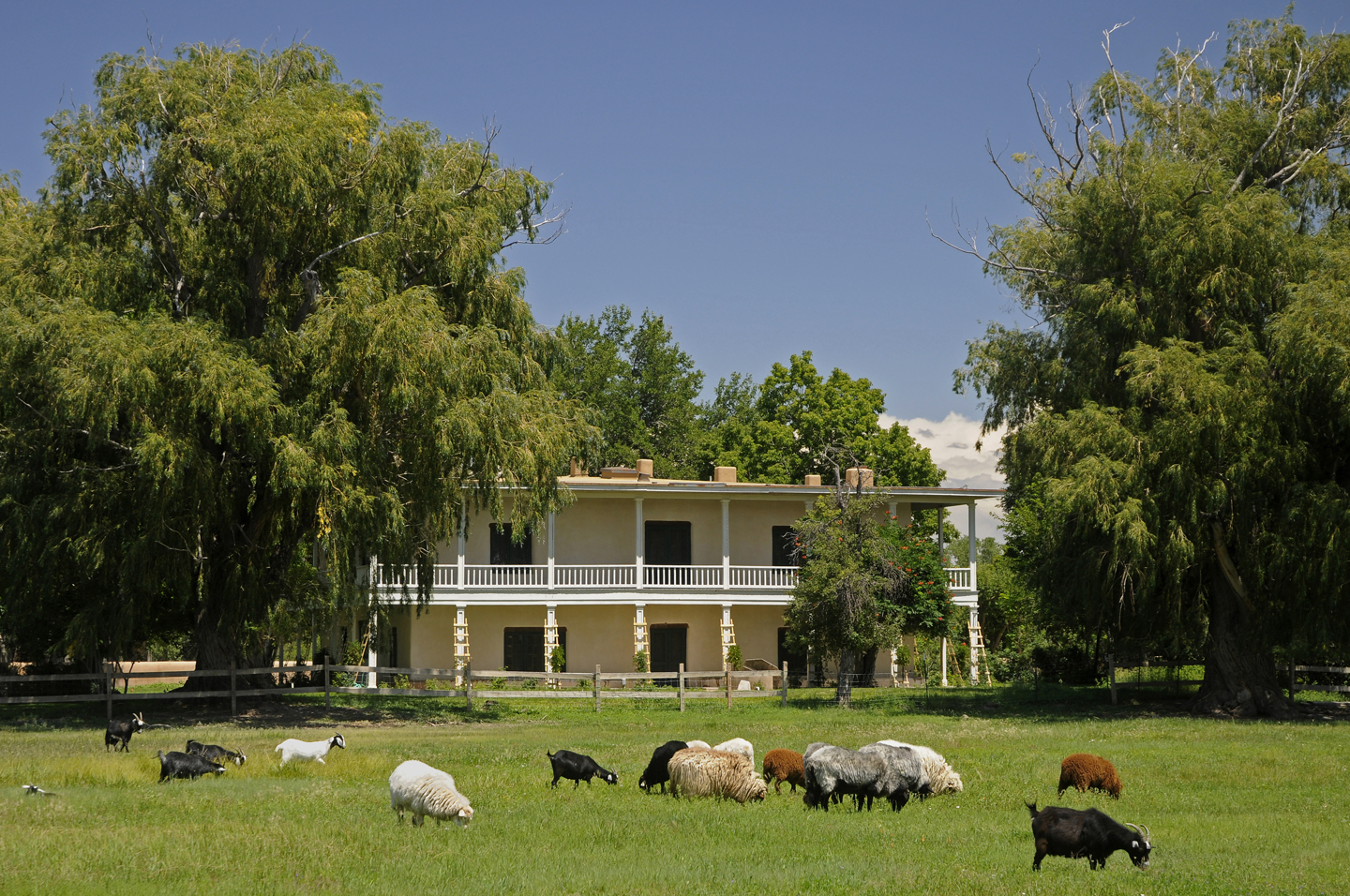 Lucero Hacienda with churro sheep - Photo by Gene Peach