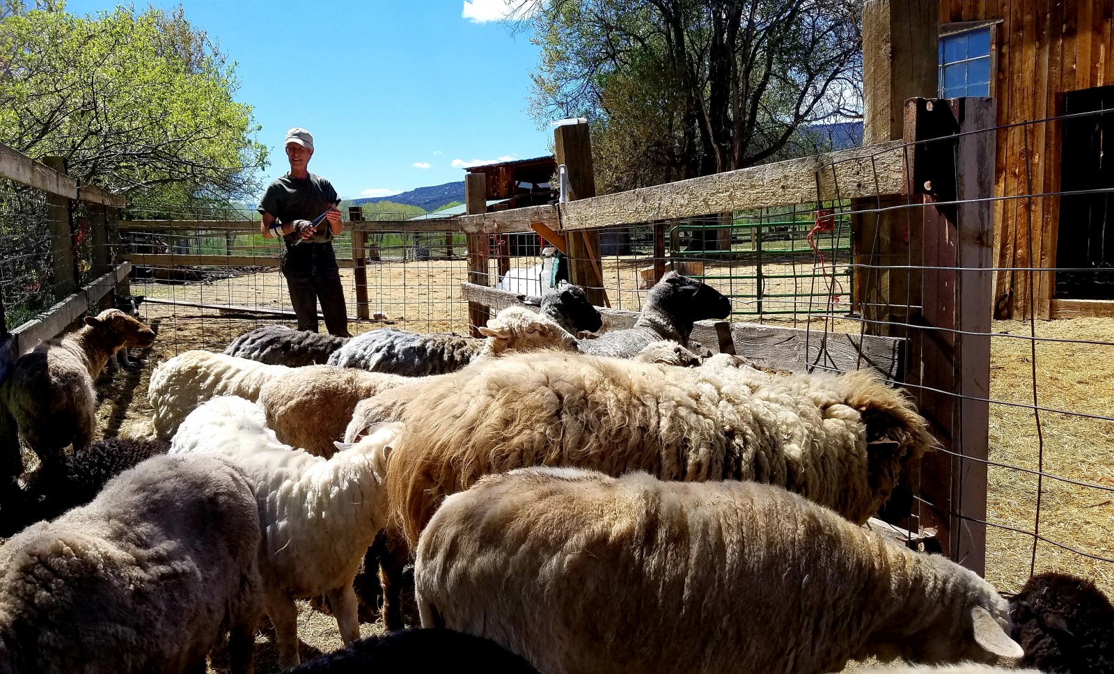 Churro sheep shearing at Los Luceros - Photo by A. Espada