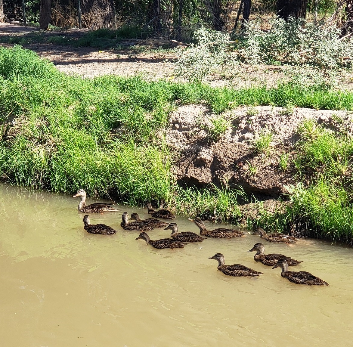 Ducks in Mesilla's acequia madre (main irrigation ditch) to the west of the Taylor-Mesilla Historic Property.