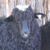 Churro Sheep