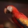 Scarlet Macaw (Ara macao).