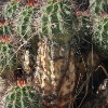 Echinocereus Coccineus