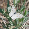 Pontia protodice butterfly on yarrow wildflower.